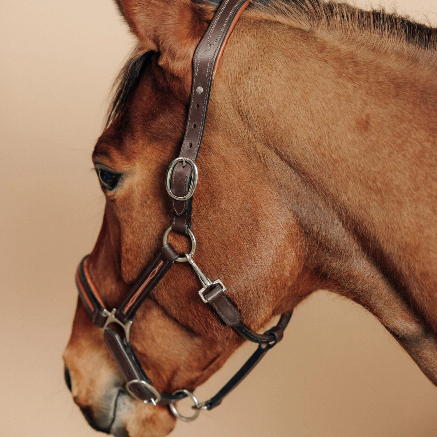 Refurbished Horse Riding Leather Halter For Horse & Pony 900 - Brown - Image 5